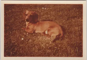 Cracker! Cracker was the reason why my mother and father got together.  It was claimed my father asked my mother to look after Cracker whilst he was on a tour of duty overseas. Upon his return...